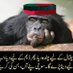 Profile Picture of Naeem Bajwa (@NaeemBa43119304) on Twitter