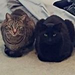 Profile Picture of Kim Morley-Heinrich (@kimmorleyheinrich) on Instagram