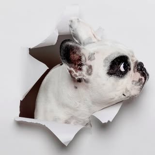 Profile Picture of Walter Geoffrey (@waltergeoffreythefrenchie) on Instagram
