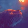 Profile Picture of Red deer (@nawresalsaedi) on Tiktok