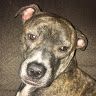 Profile Picture of Jean Pryor (@pittiepup) on Tiktok
