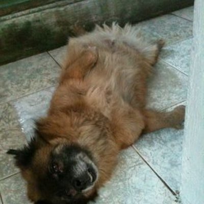 Profile Picture of Nguyen Phich (@NPhich) on Twitter