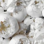 Profile Picture of Mandy Dawn (@mandydaaawn) on Instagram