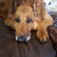 Profile Picture of Kevin Goggins (@kevgoggins) on Twitter