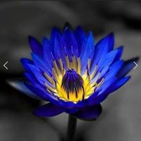 Profile Picture of Shaune Poole (@shaune-poole) on Quora