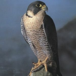 Profile Picture of Falcon  ♋️  😷  🎨 🎷 🚴 📐 📡 (@MarkJam93765764) on Twitter