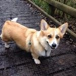 Profile Picture of Carol (@carol_tester) on Instagram