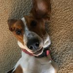 Profile Picture of Simon, skipper, and rosie (@simon_skipper_rosie_and_hazel) on Instagram
