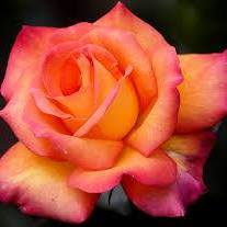 Marge Gerovac - Facebook Profile Picture of Marge Gerovac (@Marge-Gerovac) on Facebook