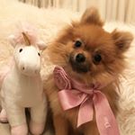 Profile Picture of Spitz Pomeranian Toys (@luna.in.the.mooon) on Instagram