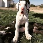 Profile Picture of 𝐆𝐑𝐀𝐍 𝐃𝐀𝐍𝐄𝐒 𝐃𝐄 𝐂𝐇𝐈𝐋𝐄 🐾 (@grandanesdechile) on Instagram