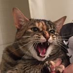 Profile Picture of nancy campbell (@nancynotshowalter) on Instagram