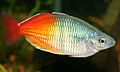 Profile Picture of Atheriniformeson Wikipedia