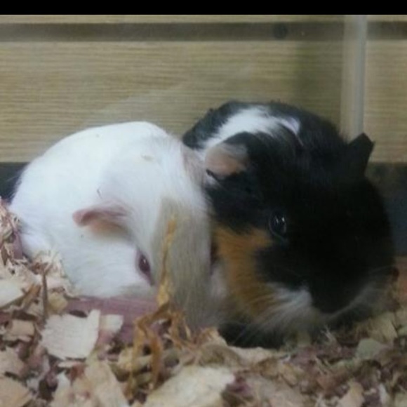 Profile Picture of Nadia Silva (@satanbear) on Poshmark