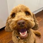 Profile Picture of Max the Dog (@maxthompsonofficial) on Instagram