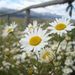 Profile Picture of Julia Provost (@juliap1) on Pinterest