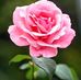 Profile Picture of Daniel Mcgough (@daniel.mcgough.14) on Facebook