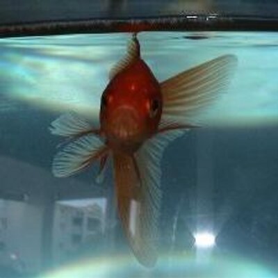 Profile Picture of Bob Le Poisson Rouge (@Quentin_CAUSSE) on Twitter