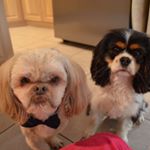 Profile Picture of Stanley & Molly (@lookingfurtrouble) on Instagram