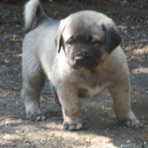 Profile Picture of Baran Taştan (@BenHeval05) on Twitter