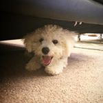 Profile Picture of Charlie Hopper (@charliethebijon) on Instagram