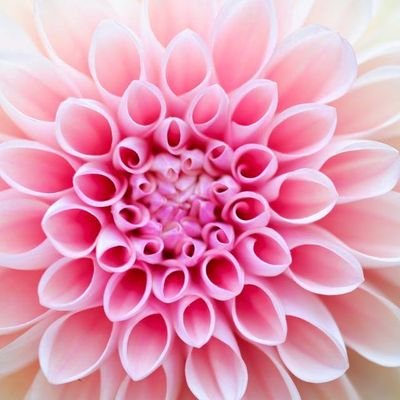 Profile Picture of Priyanka Deshmukh (@Priyank43374262) on Twitter