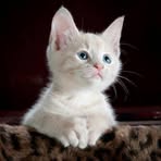 Profile Picture of Betty Blythe (@Betty-Blythe) on Facebook