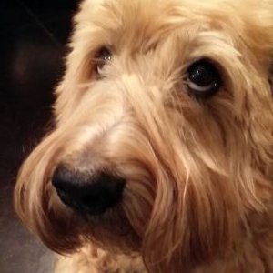 Profile Picture of Scott Henning (@shenning_00) on Twitter