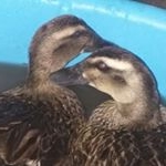 Profile Picture of Tori Neeley (@alicecj21) on Instagram