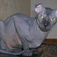 Profile Picture of Dennis Best (@best2576) on Pinterest