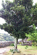 Profile Picture of Garcinia - Wikipediaon Wikipedia