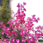 Profile Picture of Alessio Panicucci (@Alessio-Panicucci) on Facebook