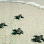 Profile Picture of Janice Welch (@pookiesuzuki) on Instagram