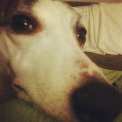 Profile Picture of Zoey Kelly (@ZoeyWhippetTX) on Twitter