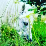 Profile Picture of Zoe.und.die.ponys (@zoe.pomelo.ein_team) on Instagram