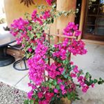 Profile Picture of Cindy Roy (@cinroy28) on Instagram