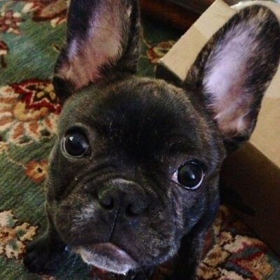 Profile Picture of Oliver Finch (@OlivertheFrench) on Twitter