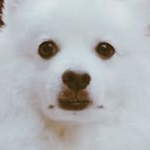 CRYSTAL CHAN - Instagram Profile Picture of CRYSTAL CHAN (@khal_eesi) on Instagram