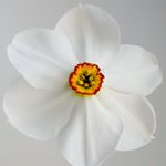 Profile Picture of chris avery (@averygardendesigns) on Instagram