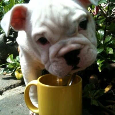 Profile Picture of Shelley Winston (@shelleywinston) on Twitter