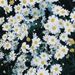 Profile Picture of Anna Gustavsen (@annagustavsen) on Pinterest
