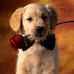 Profile Picture of Sandra Dannenberg (@Sandra-Dannenberg) on Facebook