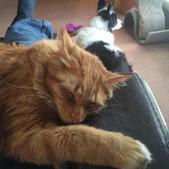 Profile Picture of paulhcortright (@paulhcortright) on Tiktok