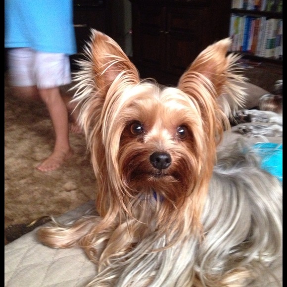 Profile Picture of Teresa Prine (@aunttesa) on Poshmark