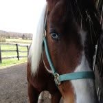 Profile Picture of Julie Holcomb (@julie_holcomb) on Instagram