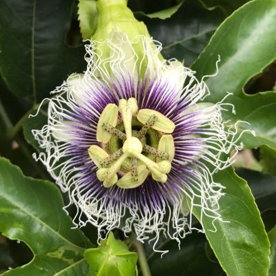 Shaun Chang - Twitter Profile Picture of Shaun Chang (@shaunchang8) on Twitter