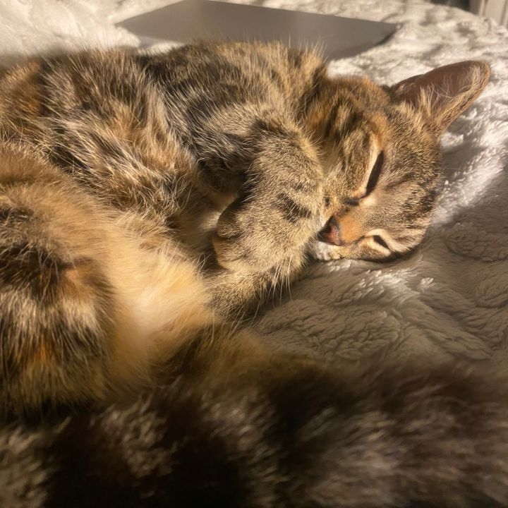 Profile Picture of jacob. (@jacob_isles) on Tiktok