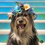 Profile Picture of Shiloh (@shiloh_thecuteness) on Instagram