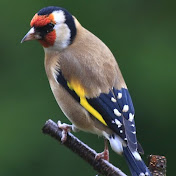 Khalid Nour - Youtube Profile Picture of Khalid Nour (@khalidnour4610) on Youtube