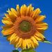 Profile Picture of Csaba Kovács (@kcsa9999) on Pinterest